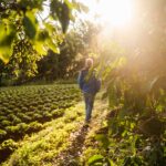 man walking in garden at sunset