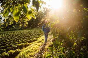 man walking in garden at sunset