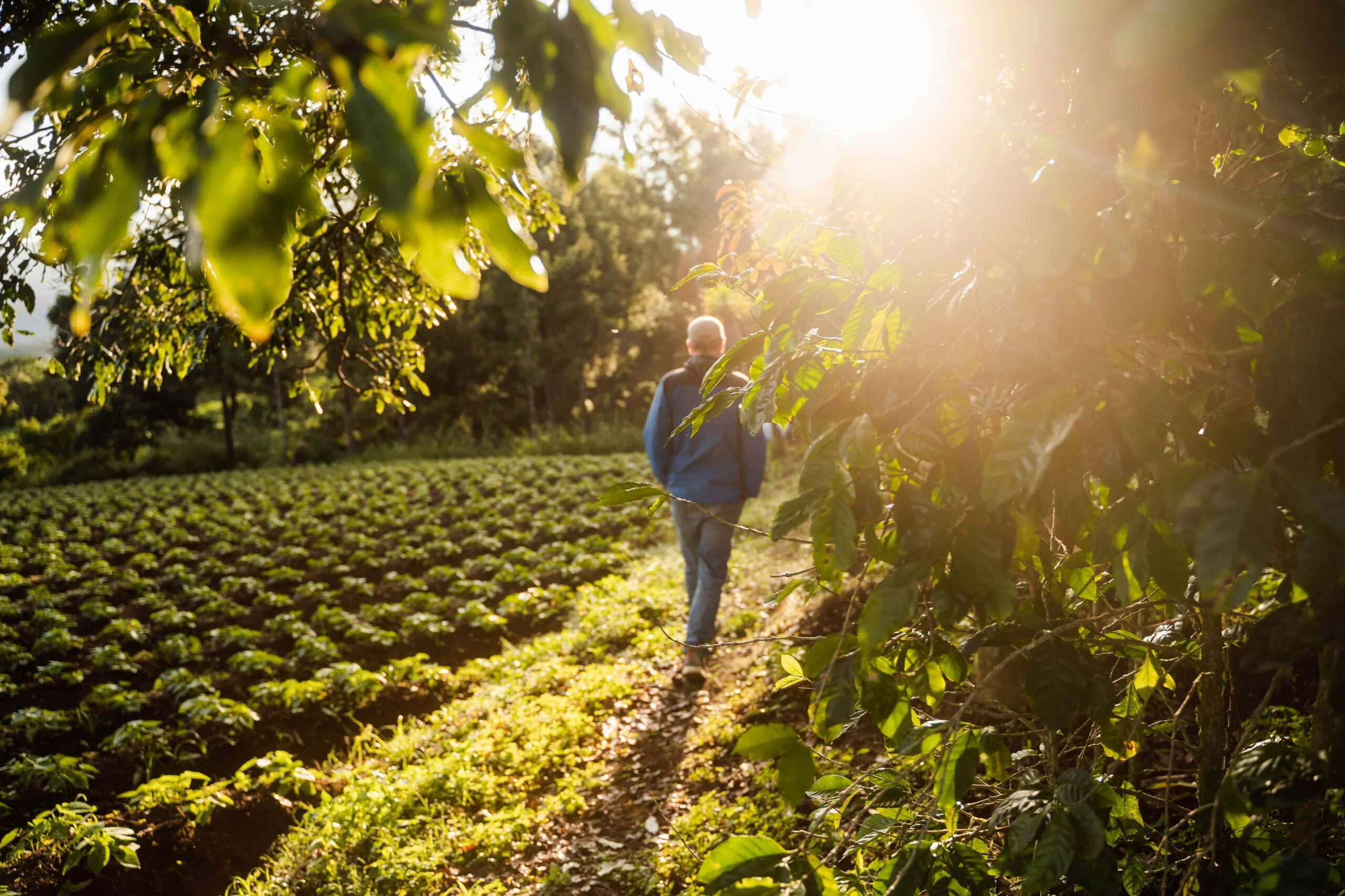 man walking in garden at sunset