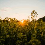 sun setting over flowers in meadow