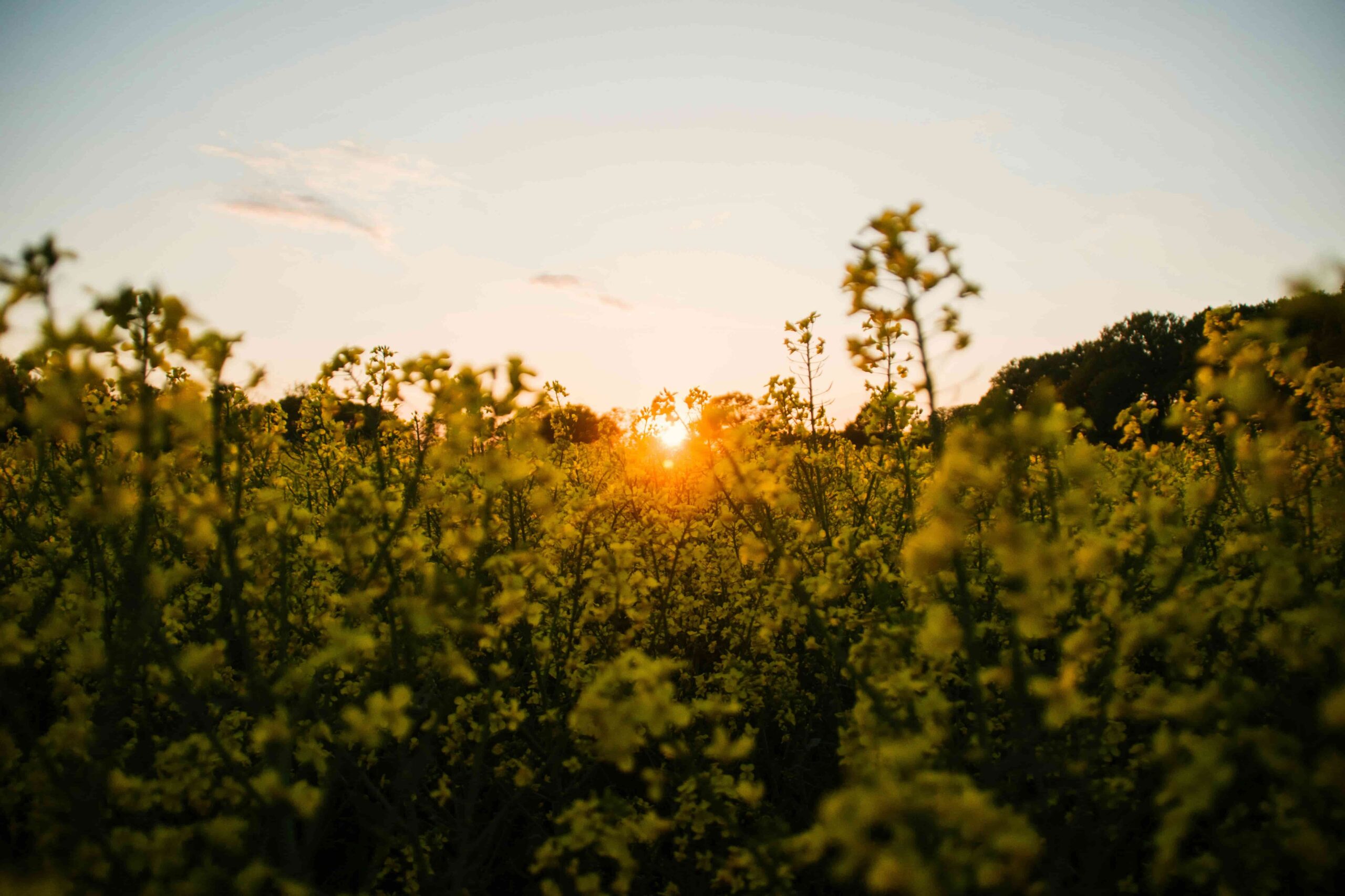 sun setting over flowers in meadow